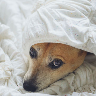 dog's face hiding under covers