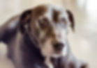 old brown dog lying down