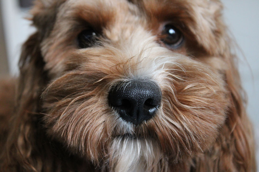close up of dog's face