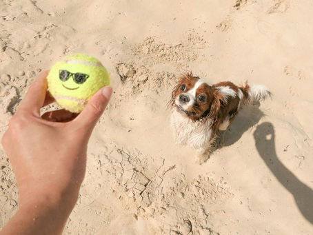 Your Pet’s Summer Survival Guide: Fireworks, Hot Pavement, and How to Stay Chill