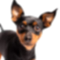 miniature pinscher
