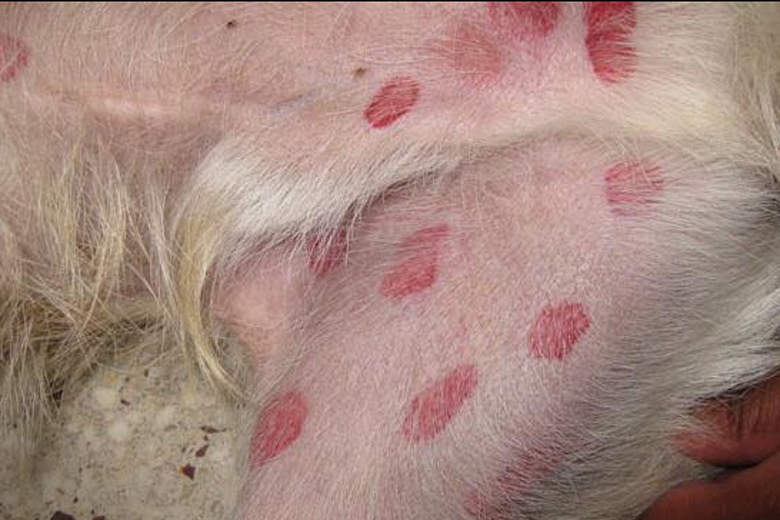multiple black fly bites on a dog's undercarriage