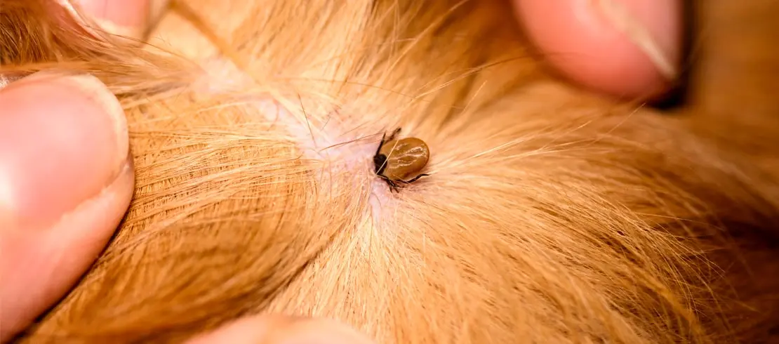 Tick attached to a dog