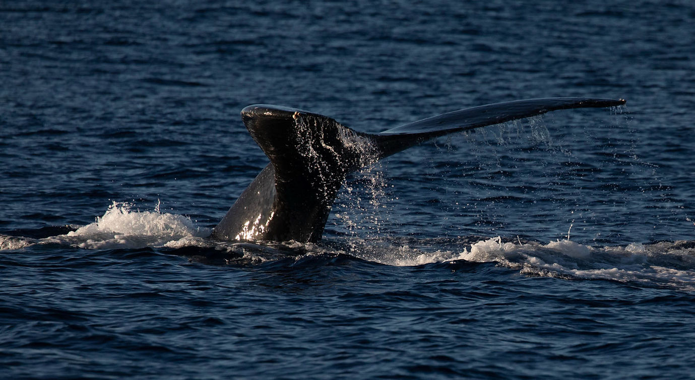PACWHALE_WW-40_edited.jpg