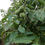 Thumbnail: Juglans regia 5ft-Mullicourt