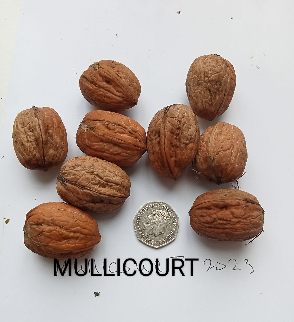 Thumbnail: Juglans regia 5ft-Mullicourt