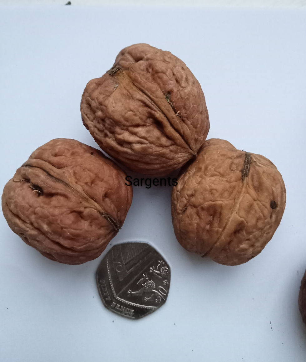 Thumbnail: Juglans regia-Sargents(eating)