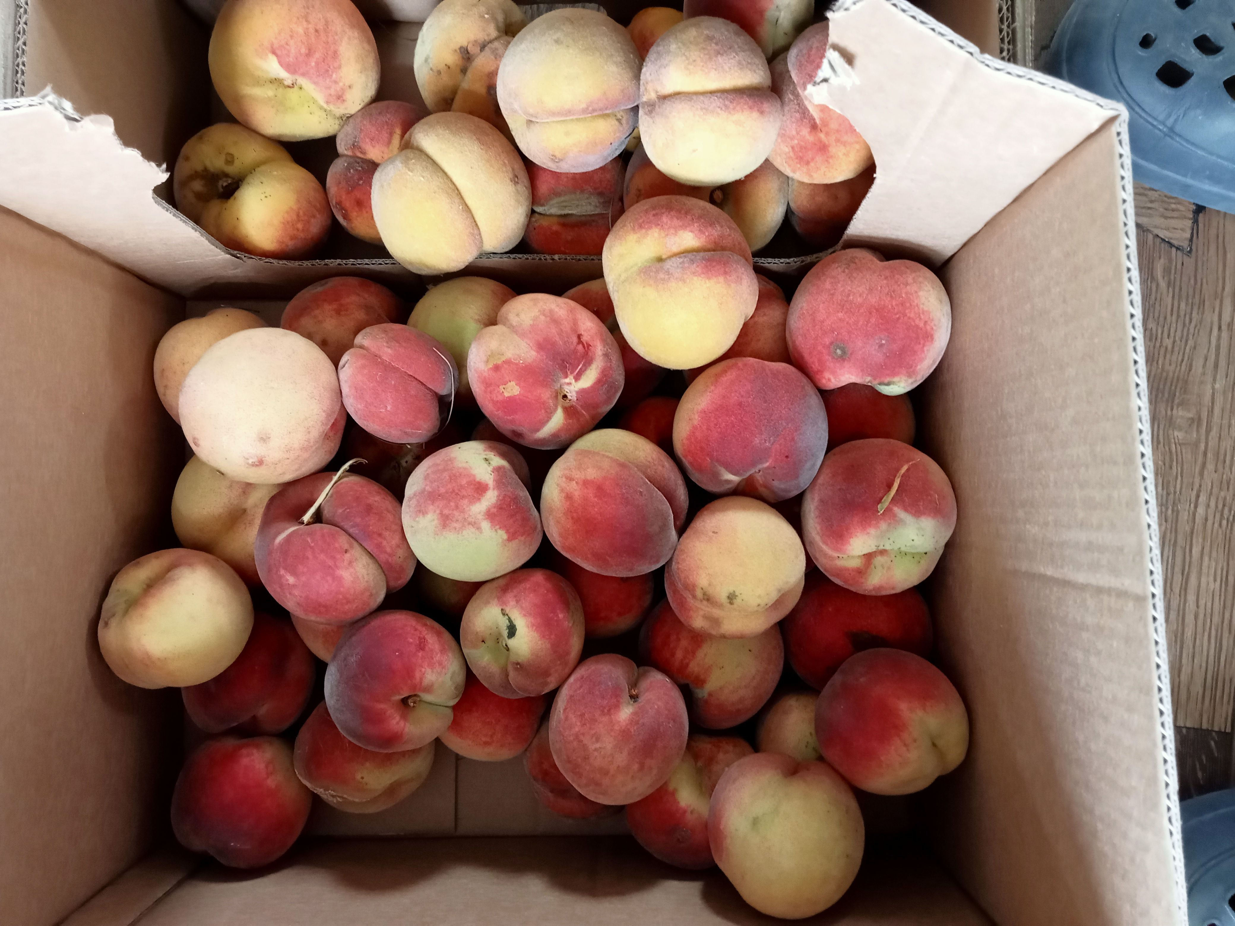 Prunus Peach Rochester