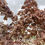 Thumbnail: Acer platinoides - Norway maple 'Dragon Fire'