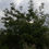 Thumbnail: Juglans regia 5ft-Mullicourt
