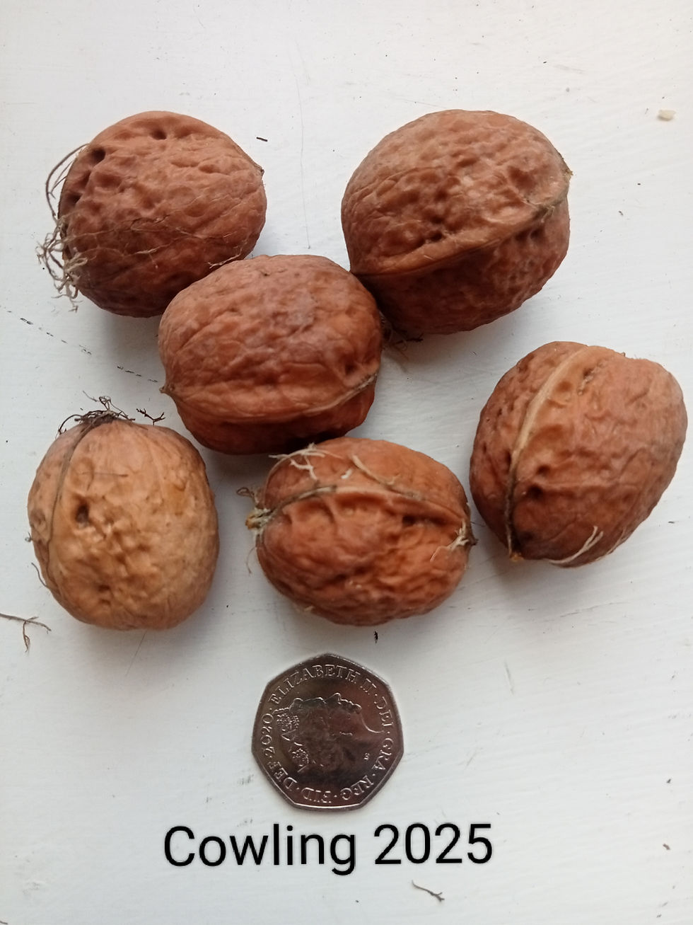 Thumbnail: Juglans regia-Cowling (eating)