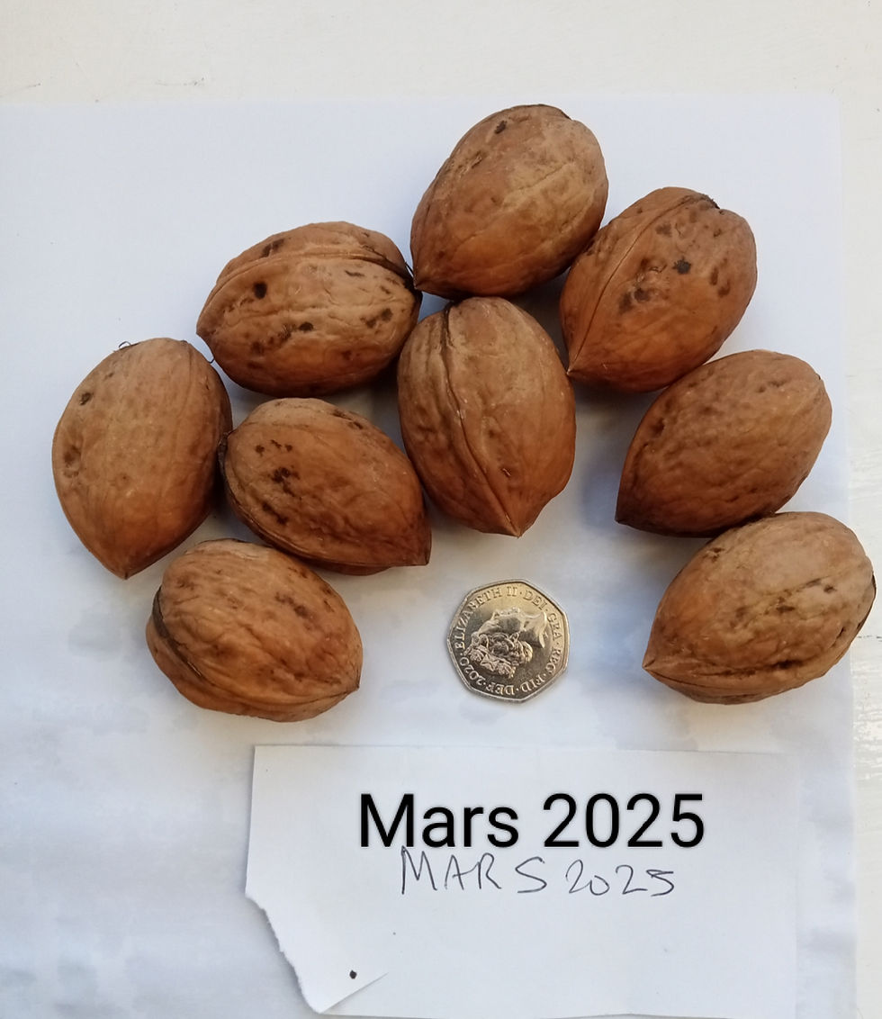 Thumbnail: Juglans regia - Mars (eating)