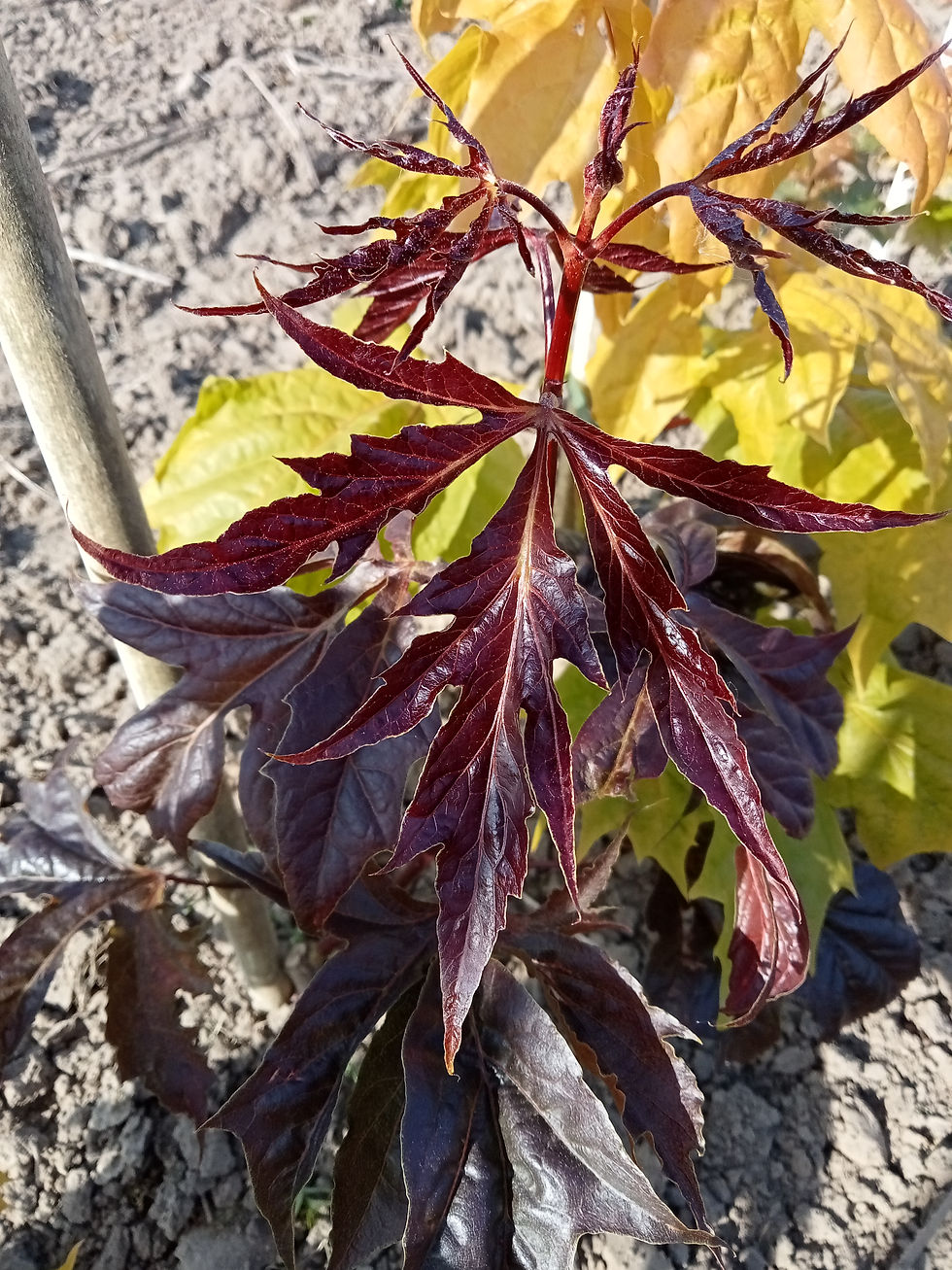 Thumbnail: Acer platinoides - Norway maple 'Dragon Fire'