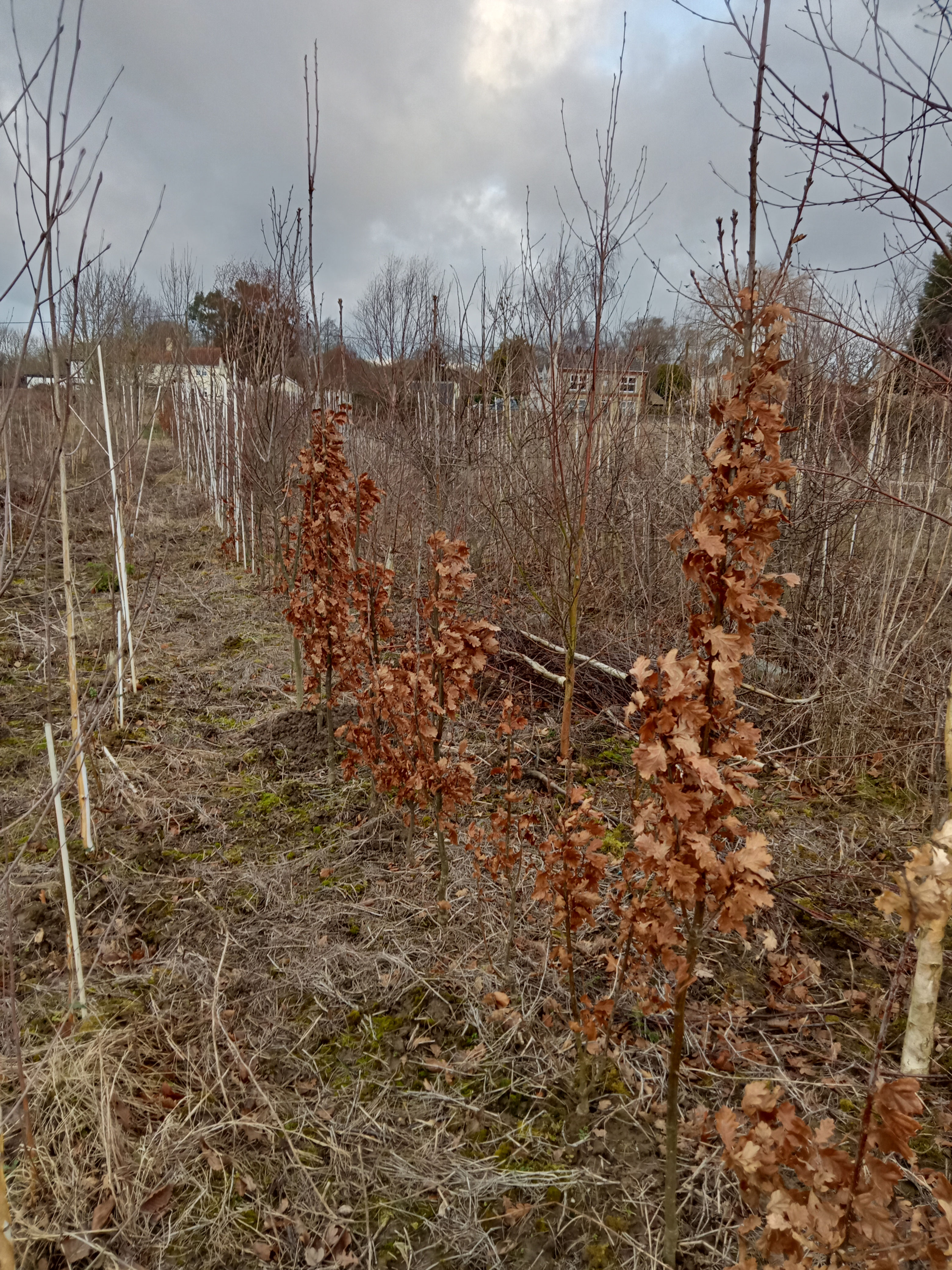 Carpinus Betula - 'Frans fontaine'