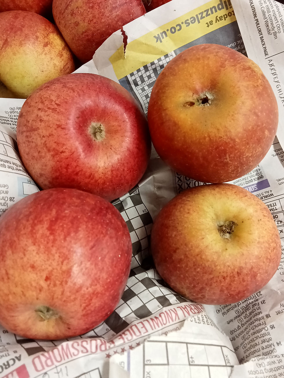 Thumbnail: Apple - Cox (self-fertile)