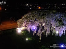ドローン空撮 北斗市法亀寺枝垂桜