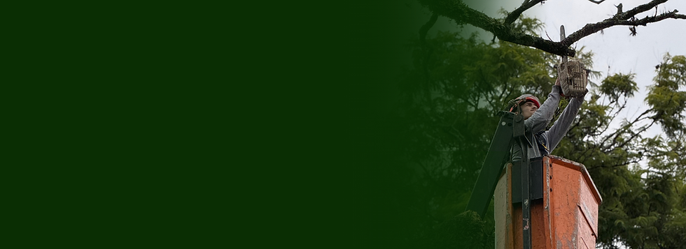 Design sem nome (5).png