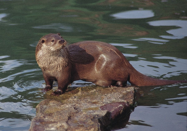 Nutria