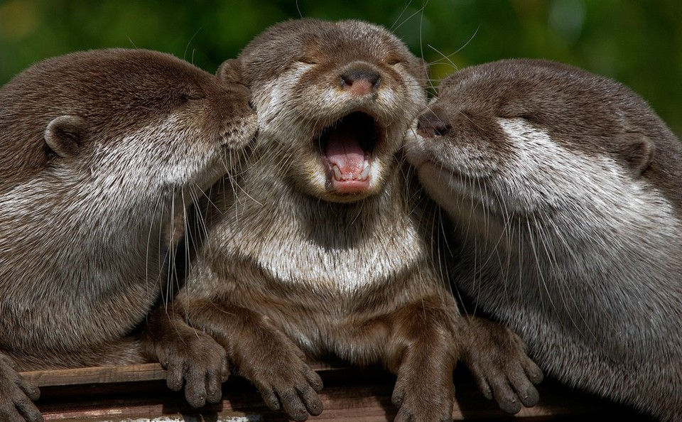 Nutria