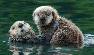 nutria554.jpg