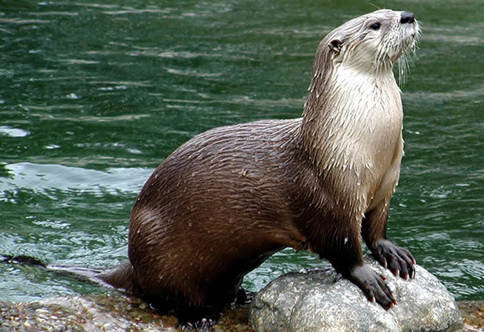 Nutria