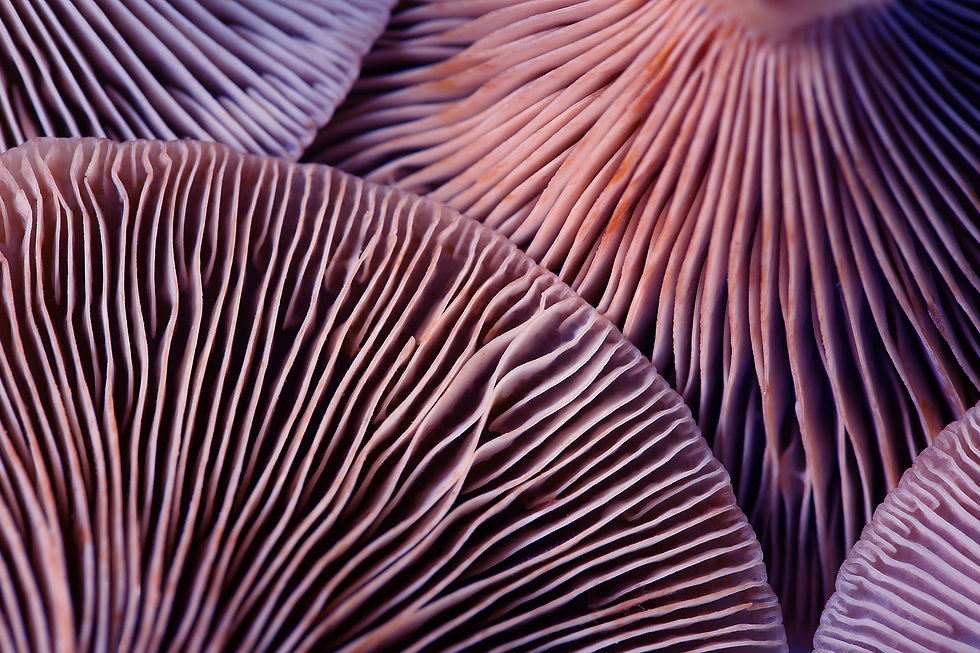 Fresh psilocybin mushrooms, closeup view.