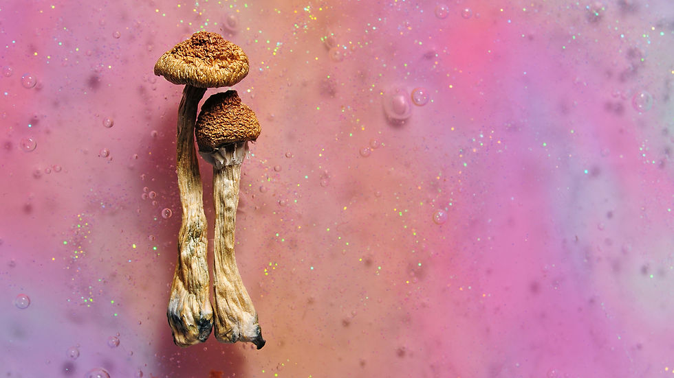 Psilocybin mushrooms on pink bright colorful background.