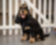 Cocker spaniel.jpg