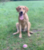 Chawton Park Dog Walks Alton Hampshire