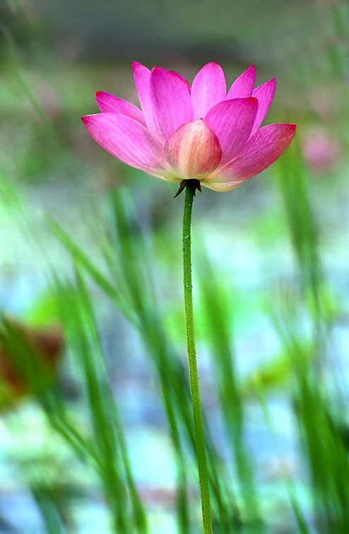 lily22 (2).jpg