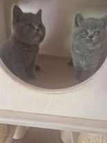 BKH Kitten Blau_Kater und Katze