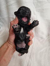 Chihuahua Welpe ♀_Black mit Weiß 1_2