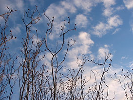 Sumacs&Sky.jpg