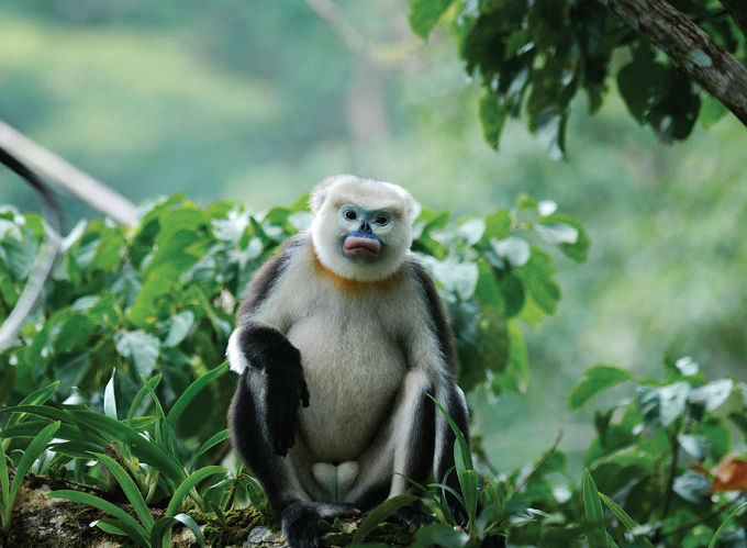 Tonkin snub-nosed monkey