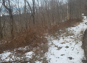 Lot view 2.png