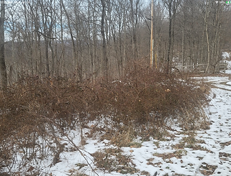 Lot view 3.png