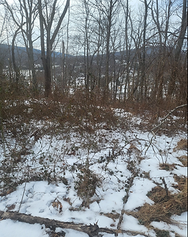 Lot view 5.png