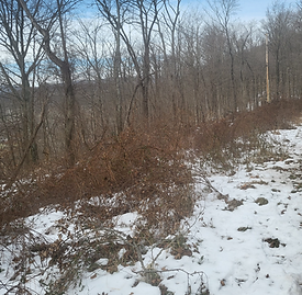 Lot view 1.png