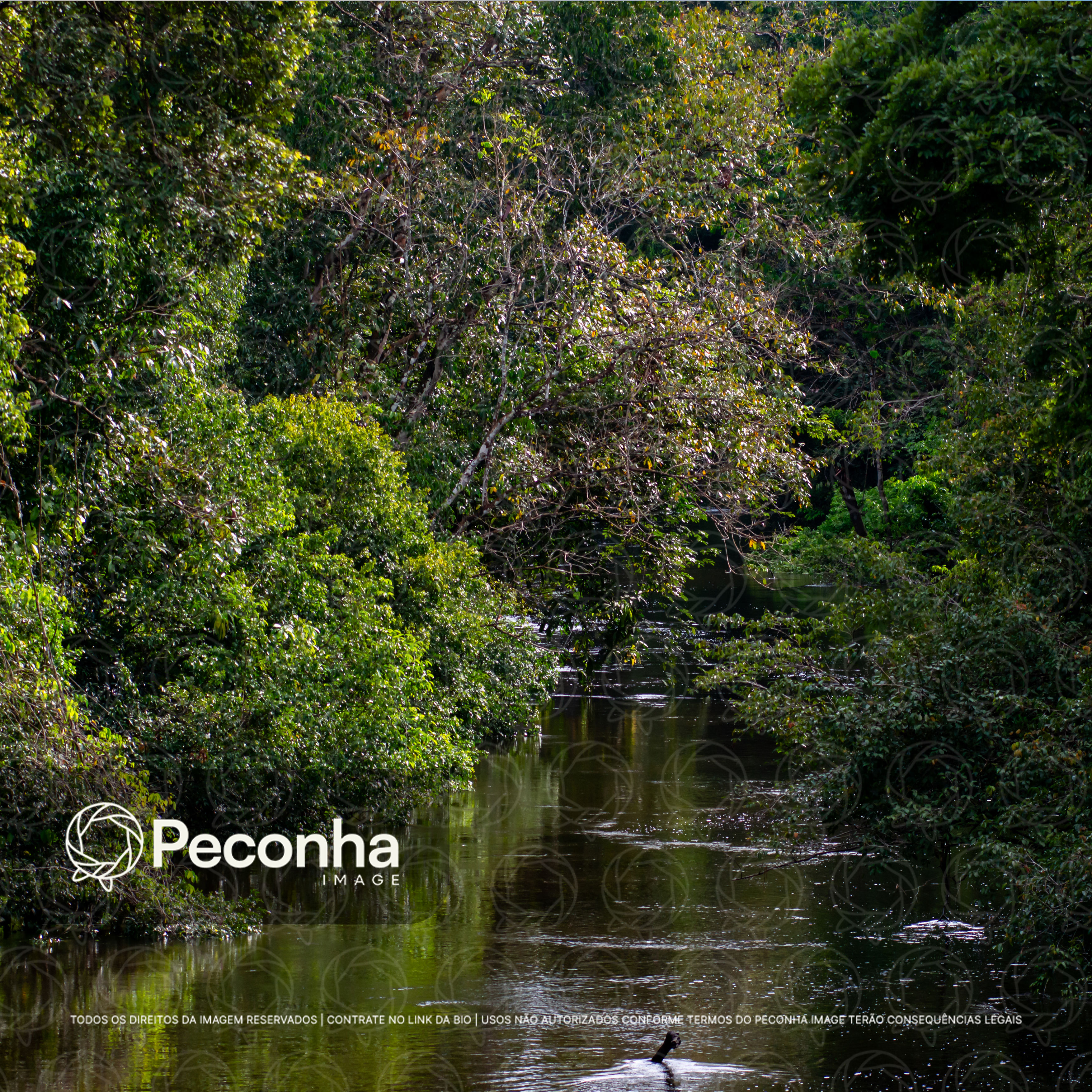 Rio na floresta amazônica densa