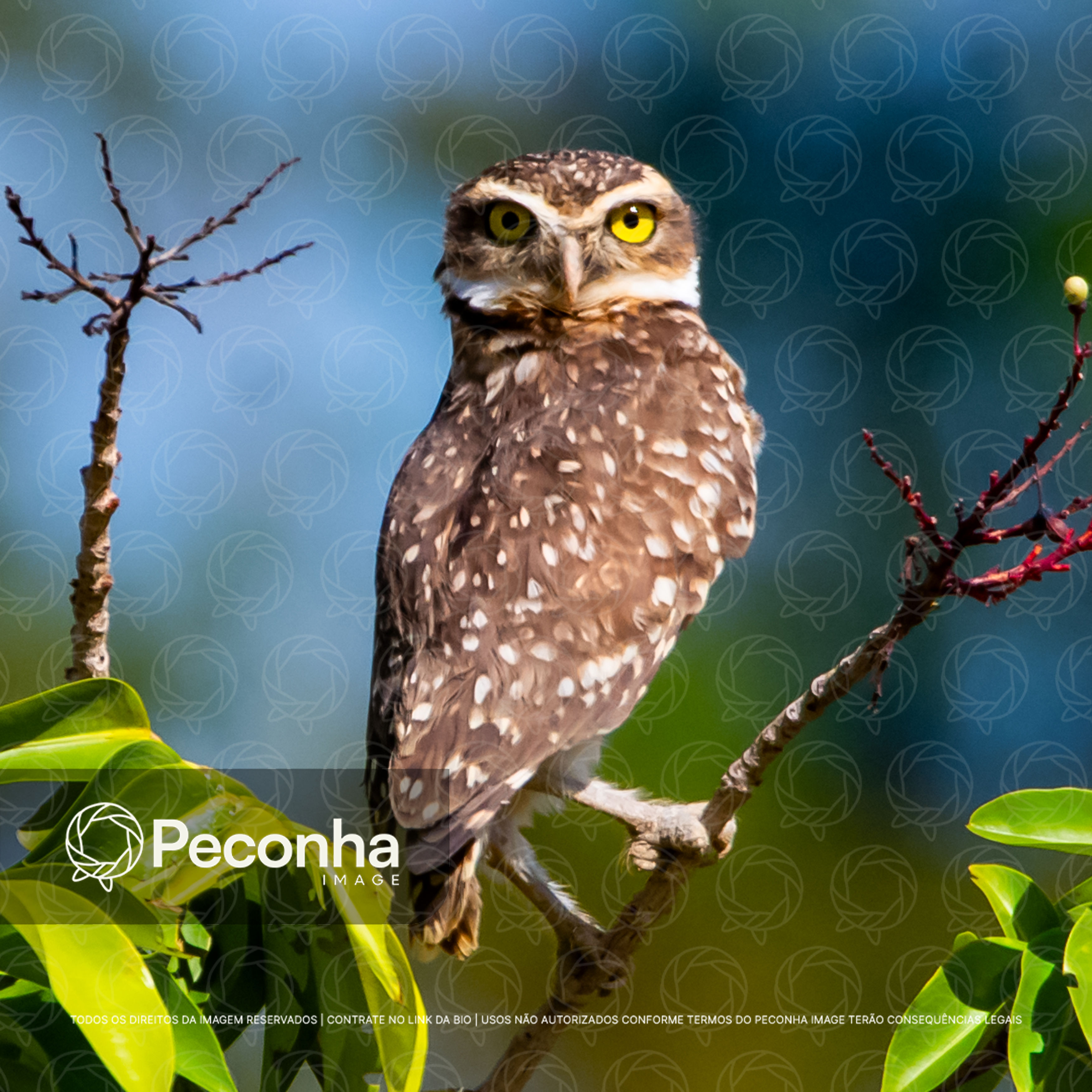 Coruja-buraqueira (Athene cunicularia) pousada na Amazônia