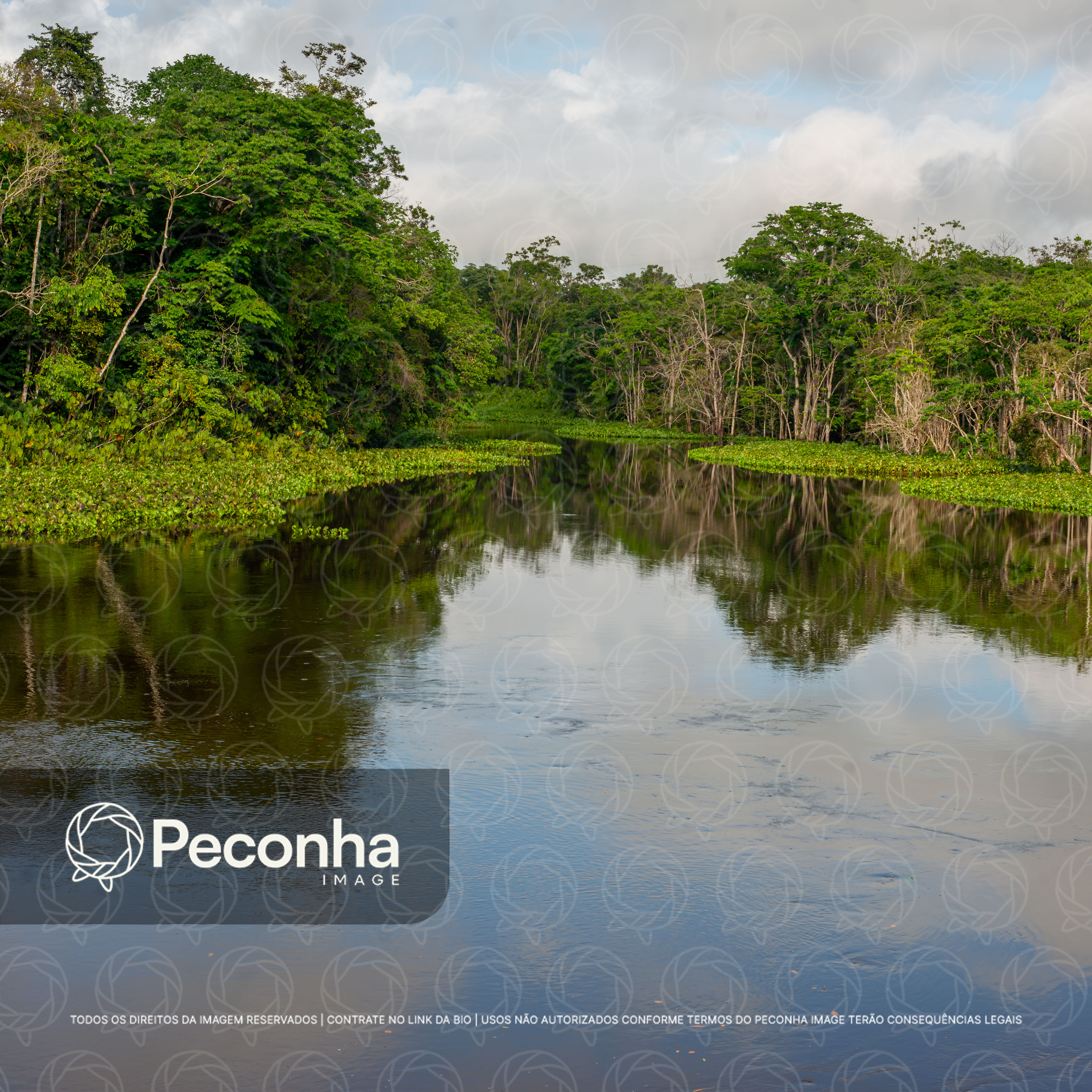 Rio Amazonas na selva tropical