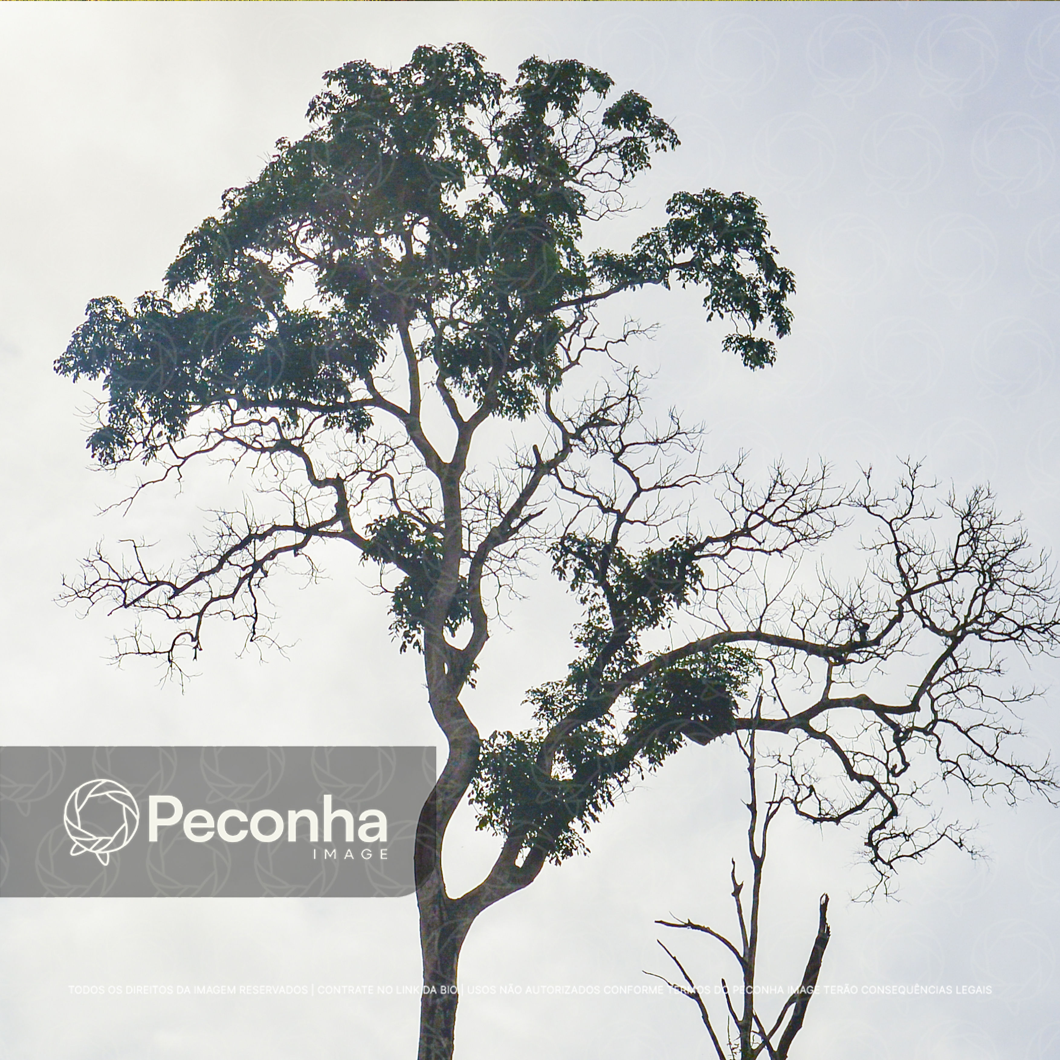 Árvore alta na floresta amazônica