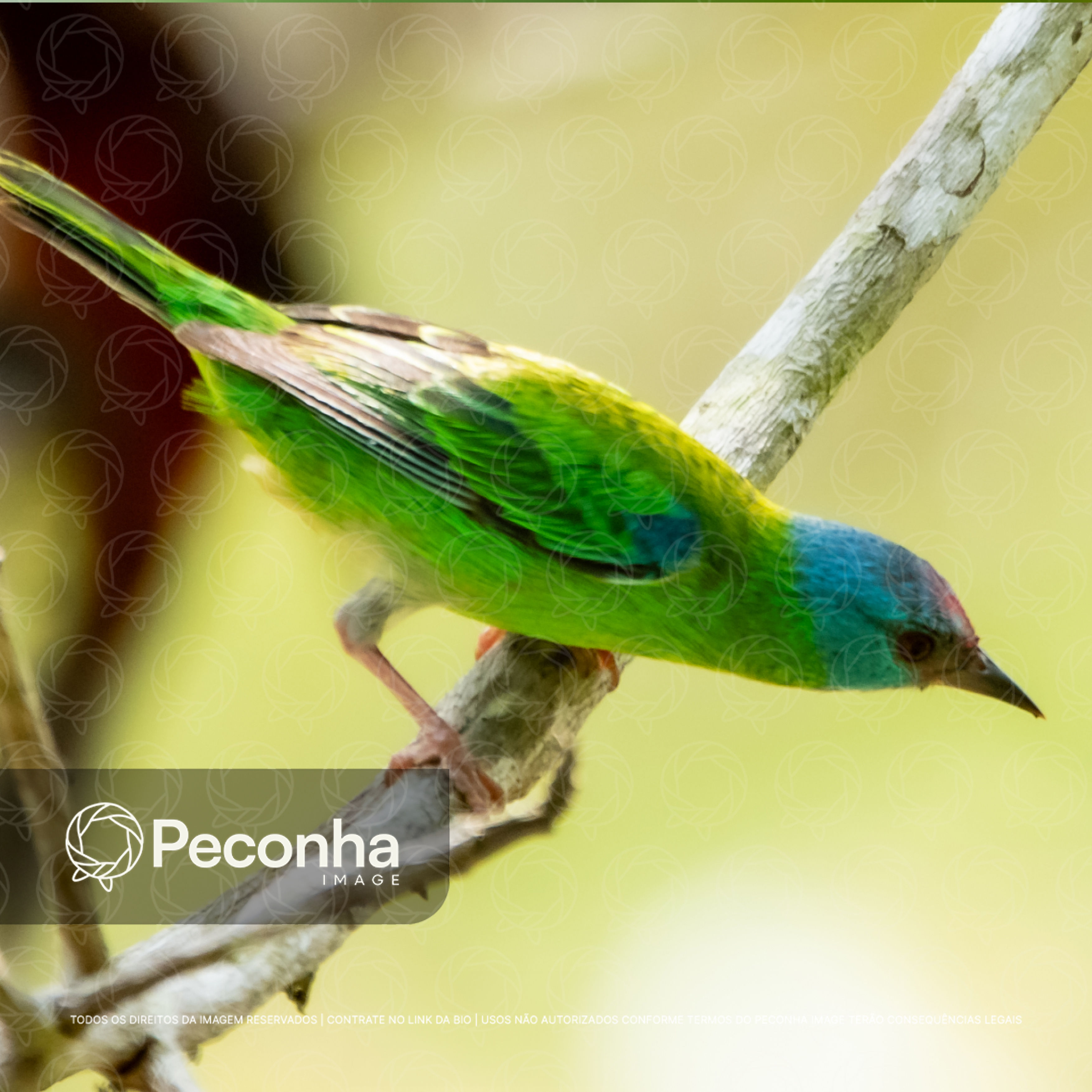 Saí-azul (Dacnis lineata) na Amazônia brasileira