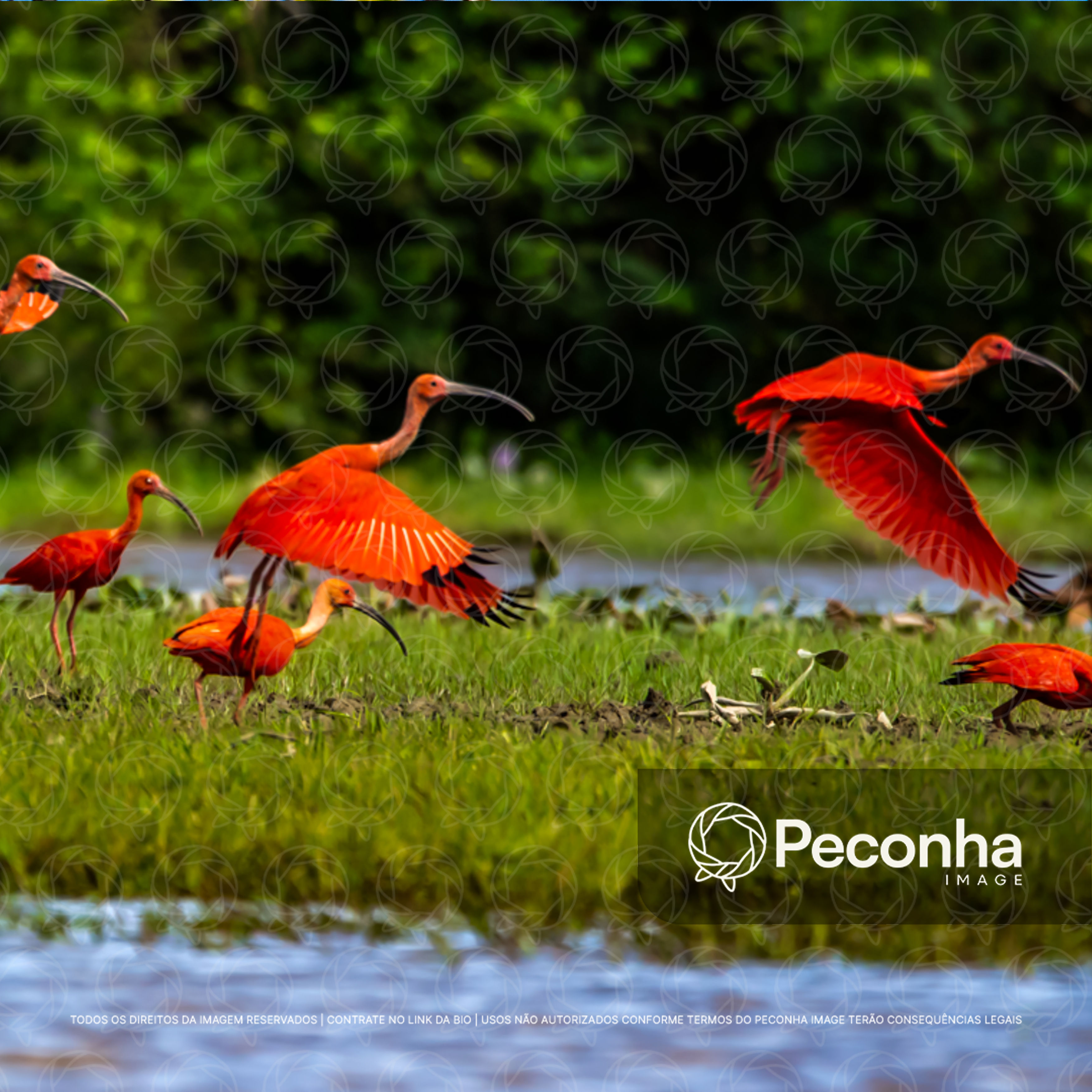Guarás-vermelhos (Eudocimus ruber) voando na Amazônia