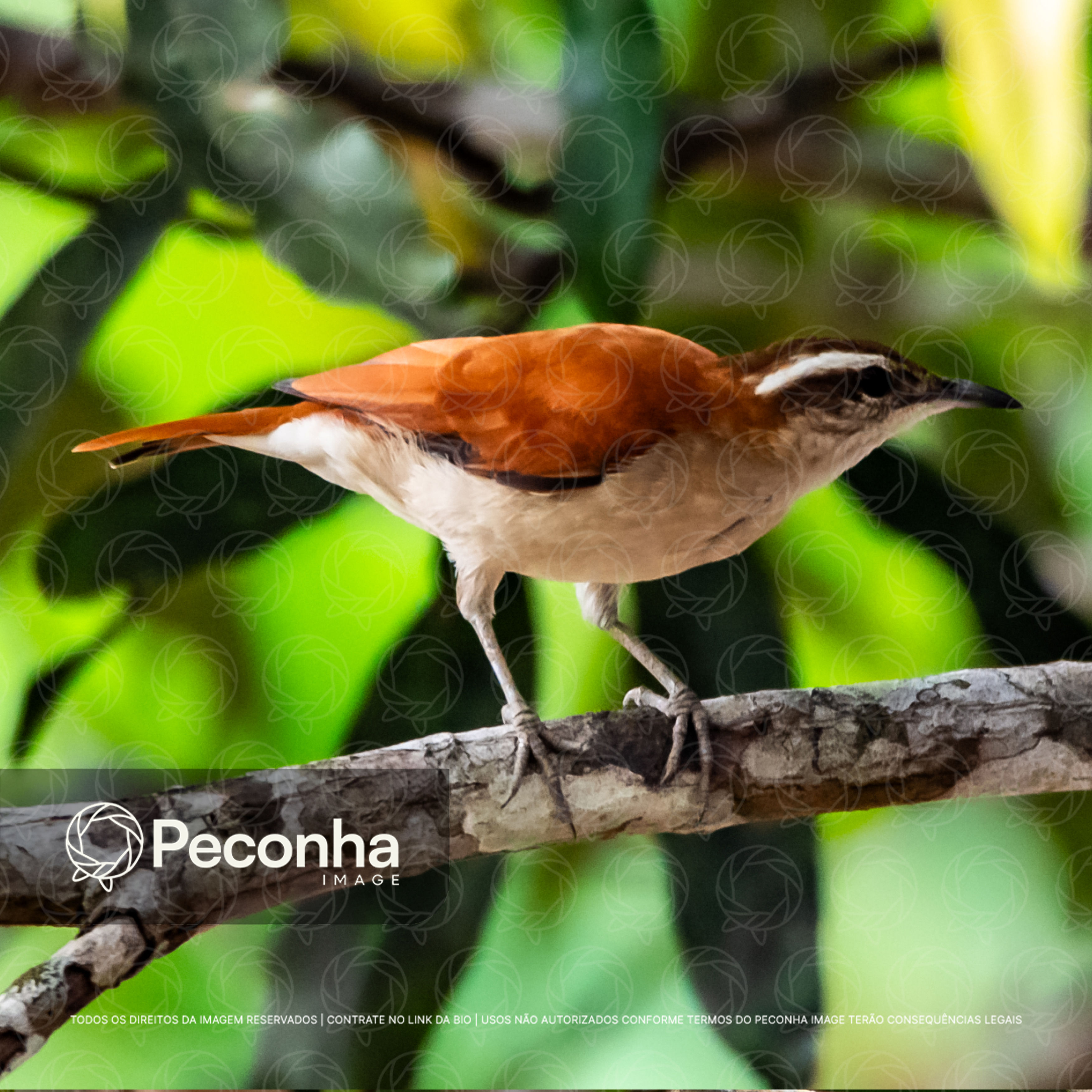 Pássaro bico-virado (Campylorhamphus procurvoides) na Amazônia