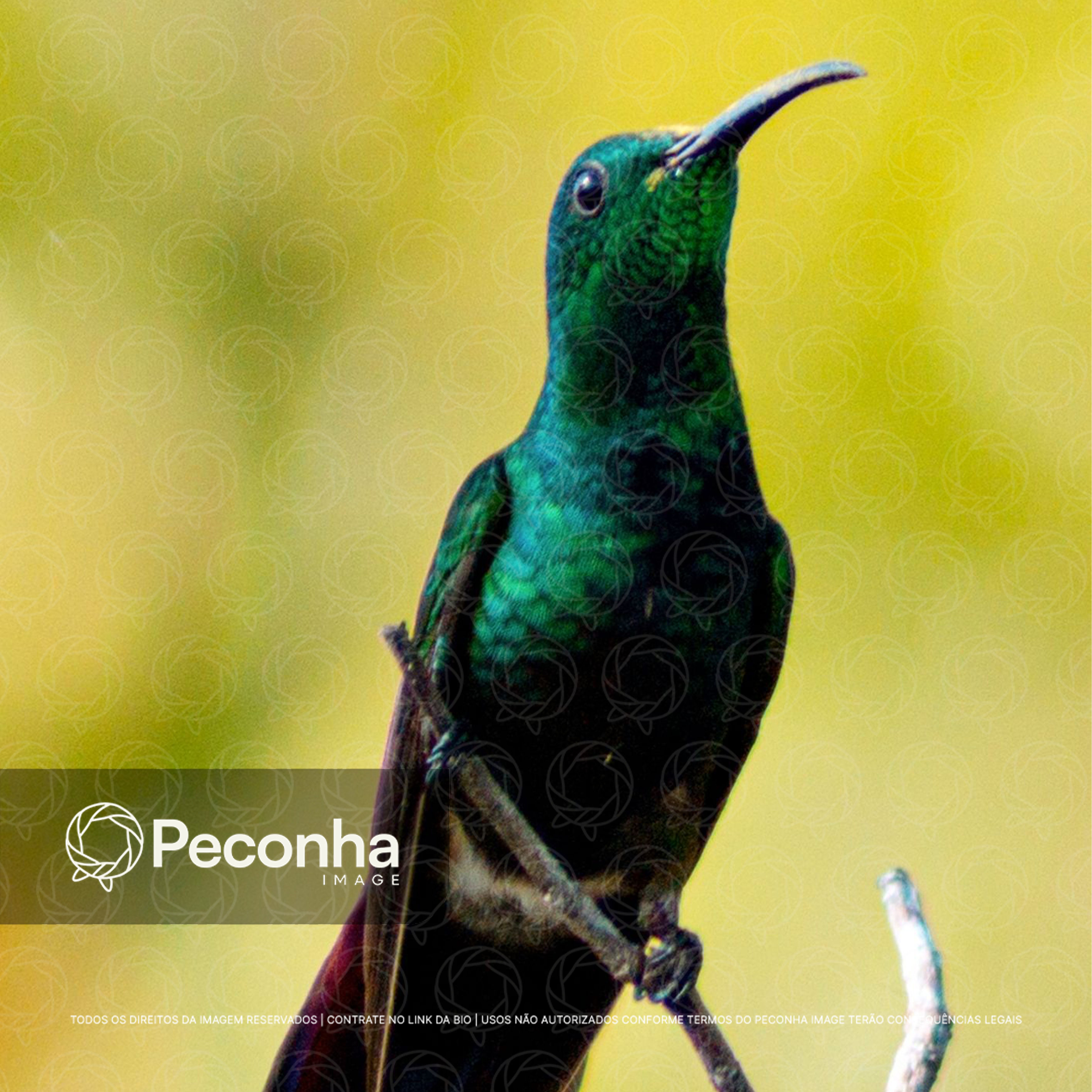Beija-flor (Trochilidae)