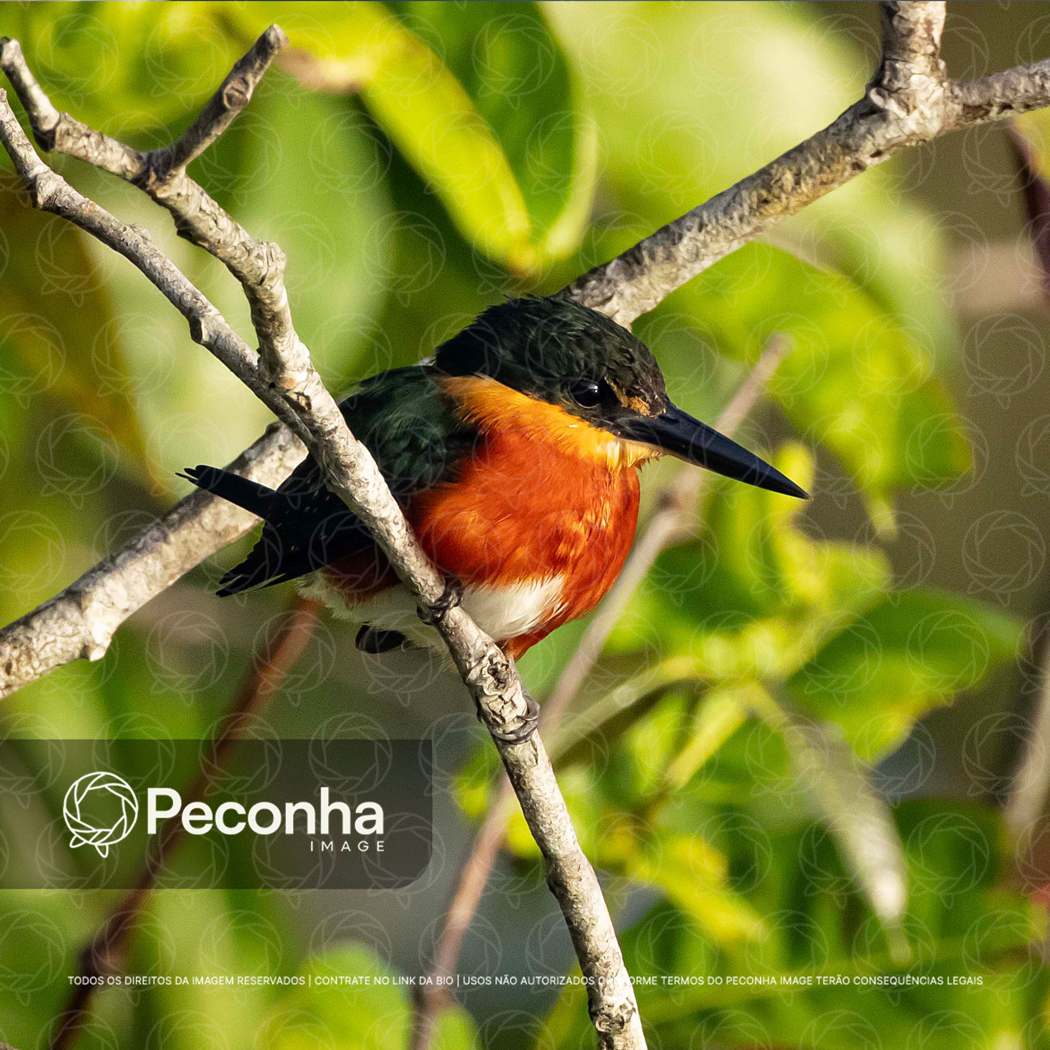 Martim-pescador-anão (Chloroceryle aenea) na Amazônia
