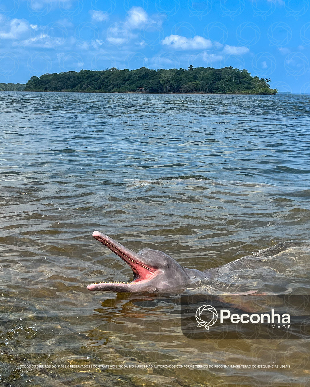 Boto-cor-de-rosa (Inia geoffrensis) em Mocajupa-PA