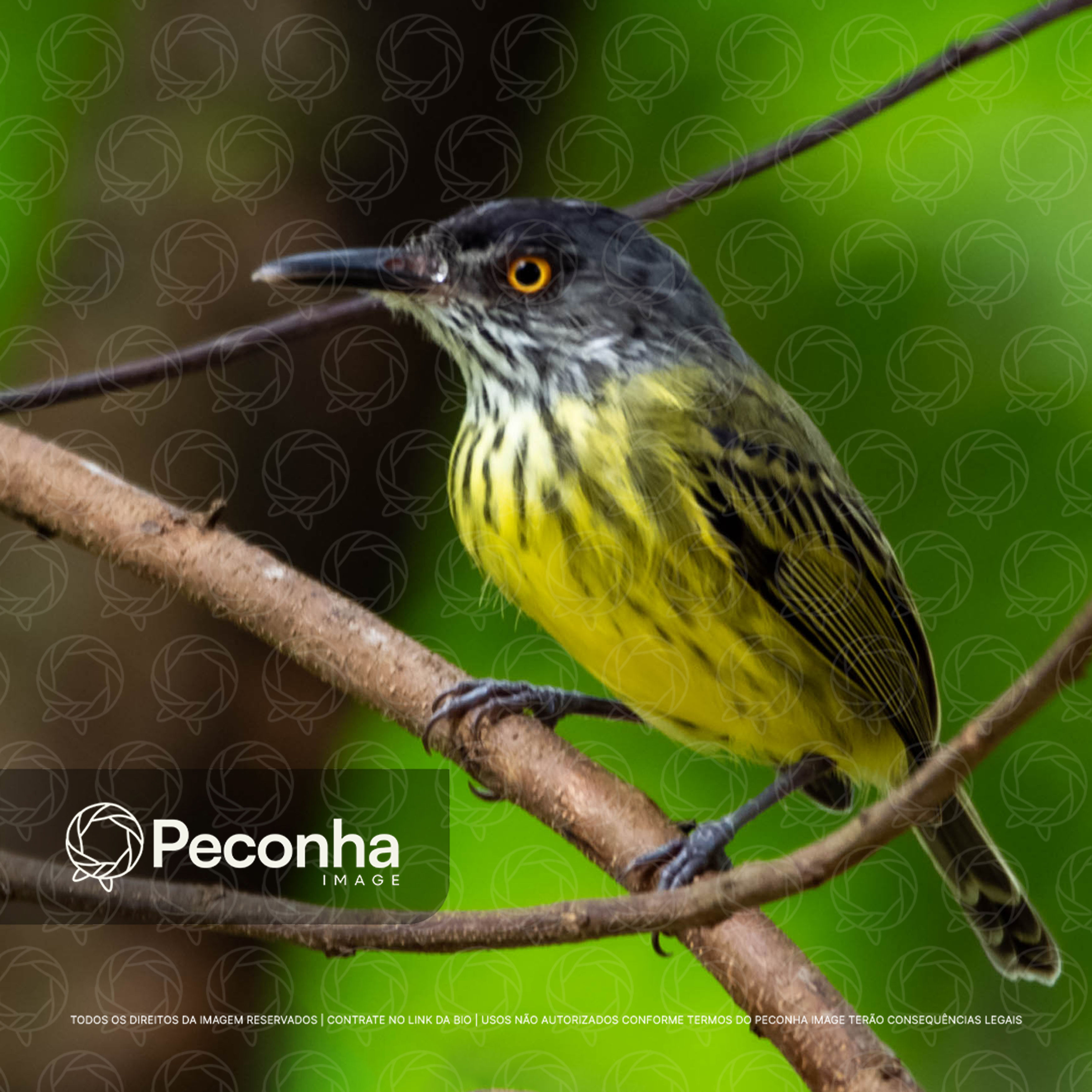 Bentevi de bico chato ou Neinei (Megarynchuspitangua)