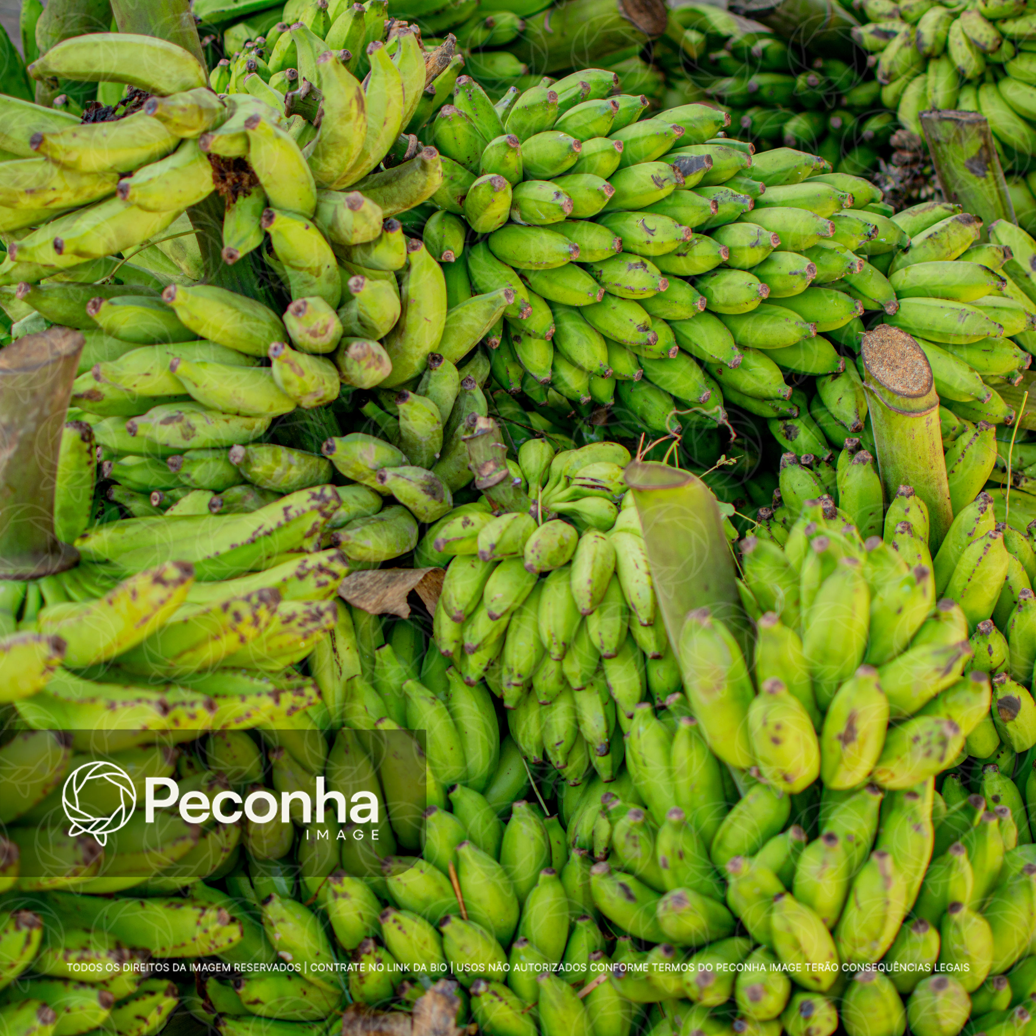 Cachos de bananas verdes amazônicas